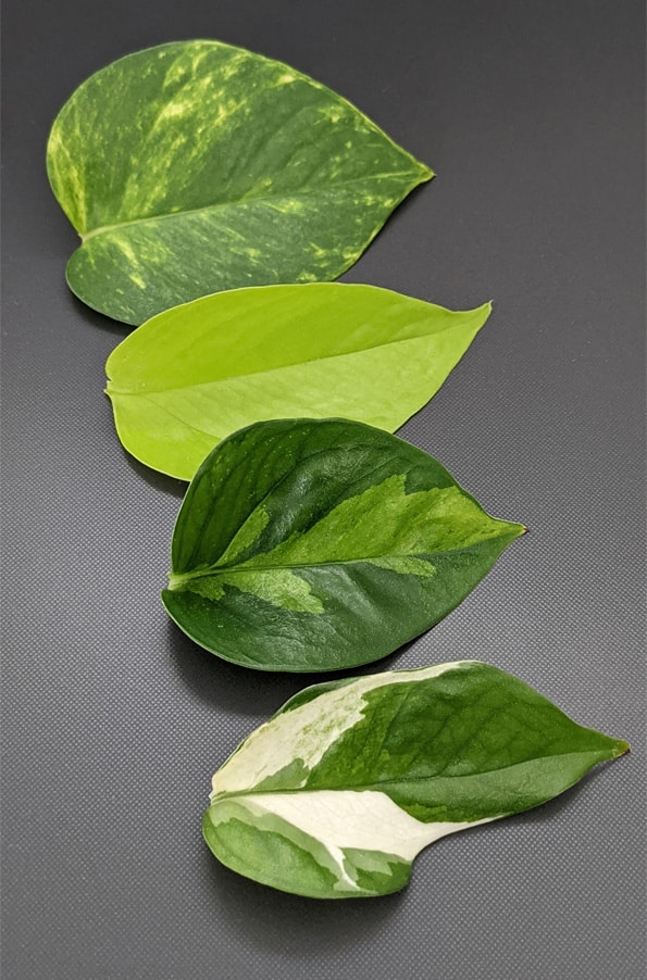 Leaves from four popular varieties of Devils Ivy