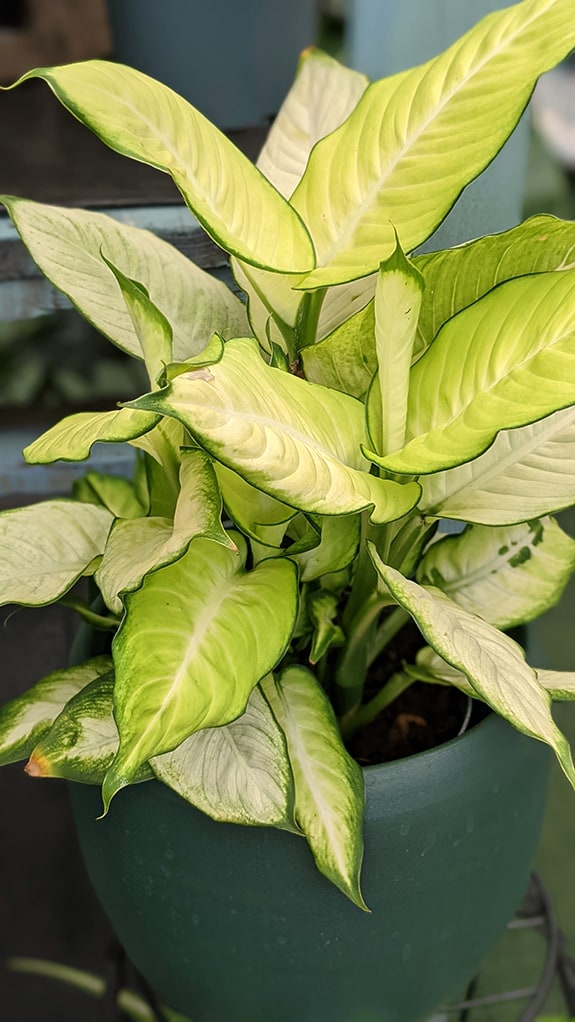 Dieffenbachia Tropic Marianne