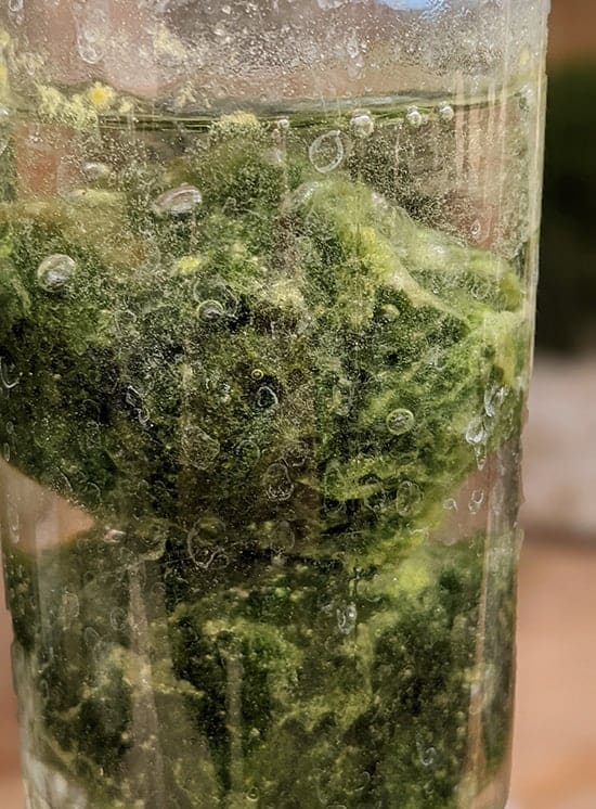 Live moss balls may be contaminated, DWR says