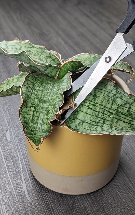 removing the rotting leaves around the base of the plant with secateurs