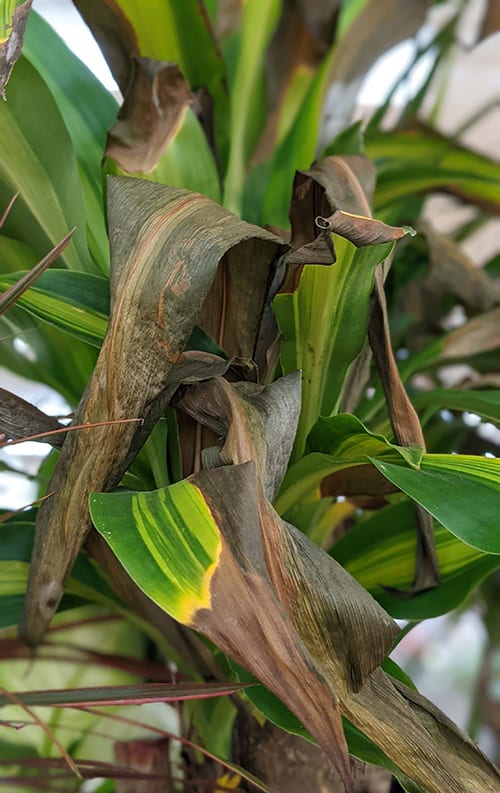 This Corn Plant has large areas of brown on the leaves