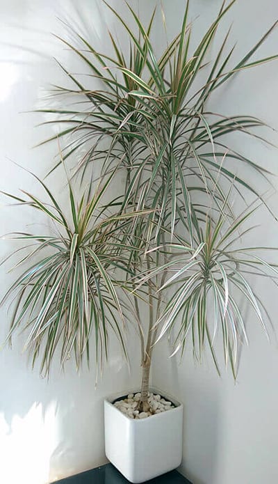 Bushy Dragon Tree plant in the corner of a bedroom