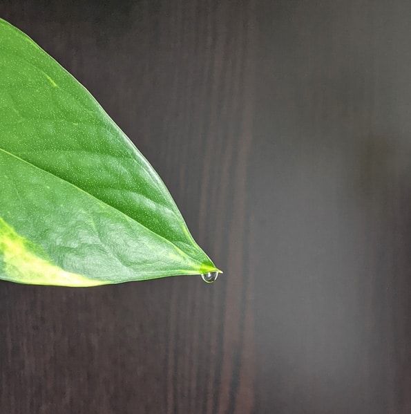 Pothos with water dripping from the leaf tips caused by guttation