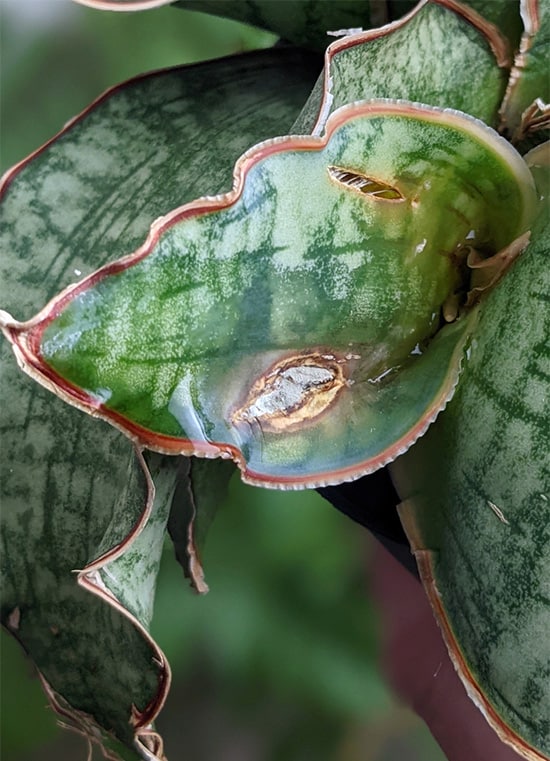 brown spots on the leaf of a plant where fungal infections are taking hold
