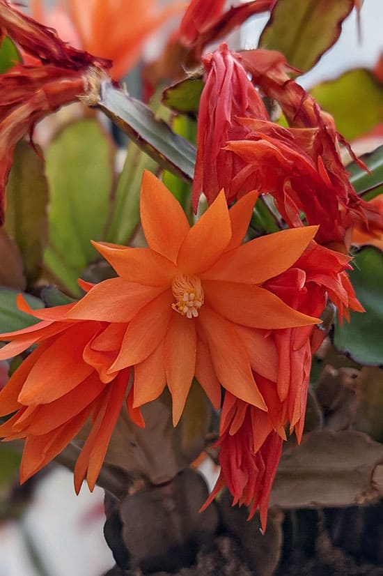 Easter Cactus Schlumbergera Gaertneri Guide Our House Plants