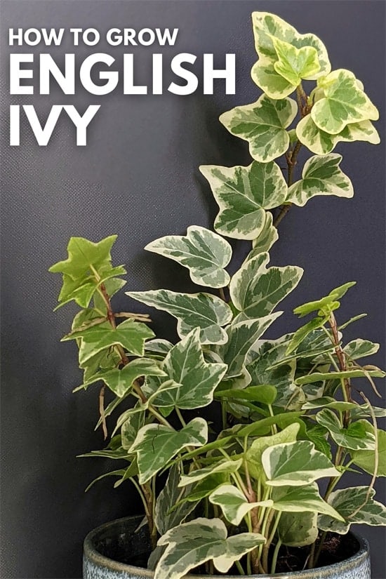 Ivy houseplants make ideal indoor plants for cold areas in your home