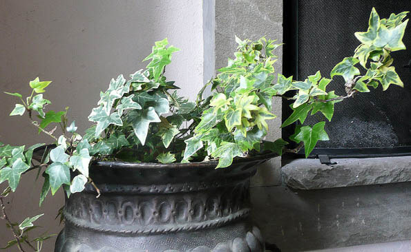 English Ivy being grown as a houseplant in a metal container