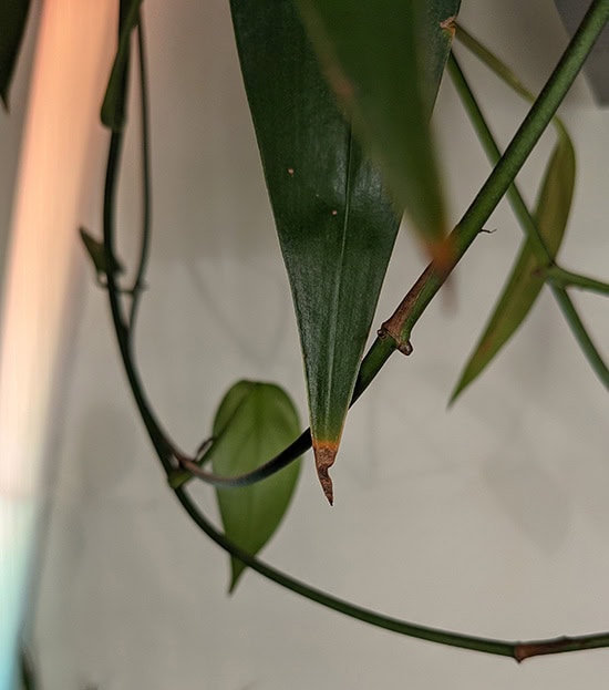 Brown leaf tips on a amplissimum pothos houseplant