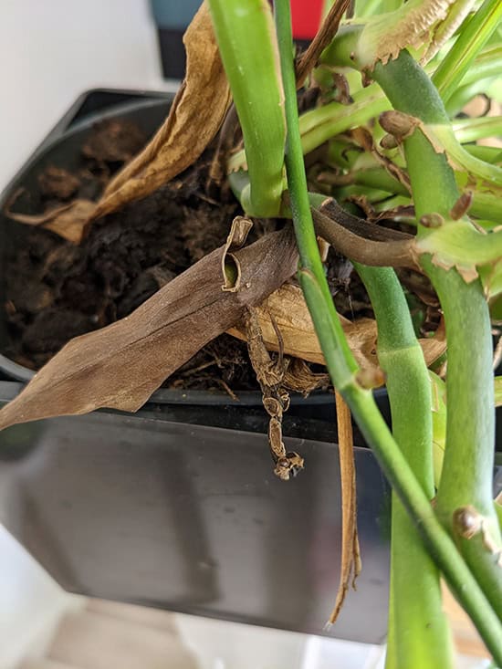 Brown leaves on a Epipremnum amplissimum