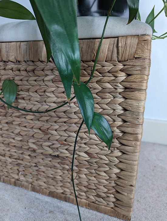 Long leafless stems on a amplissimum pothos plant