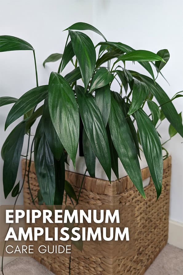 Epipremnum amplissimum pothos plant on top of a wicker basket