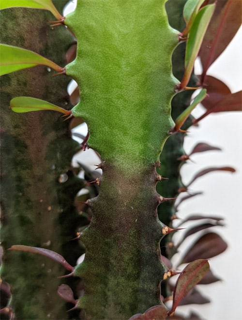 The Euphorbia trigona rubra variety with new green growth showing