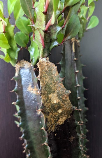 Brown marks showing on the stems