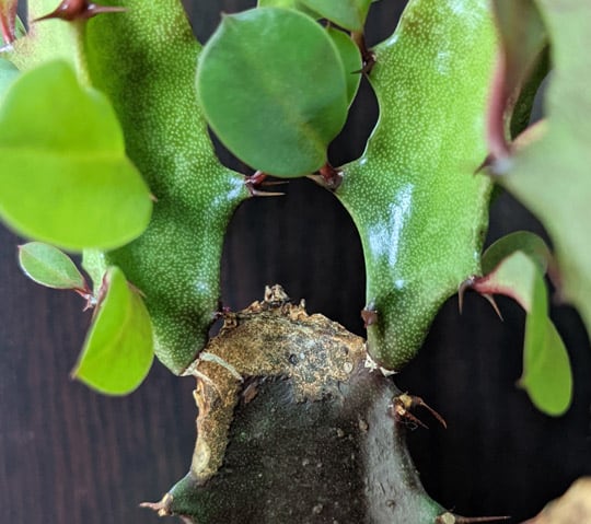 Cutting the top of one of the stems has caused several new stems to grow from the cut edges