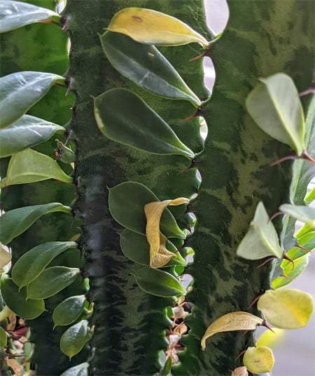 Yellow leaves on a E.trigona