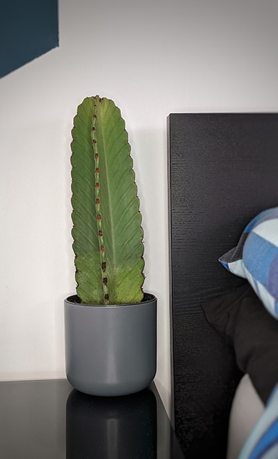 Young Euphorbia ingens on a bedside table next to a bed