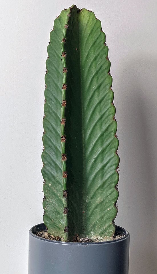A Euphorbia Ingens that's not grown at all for two years