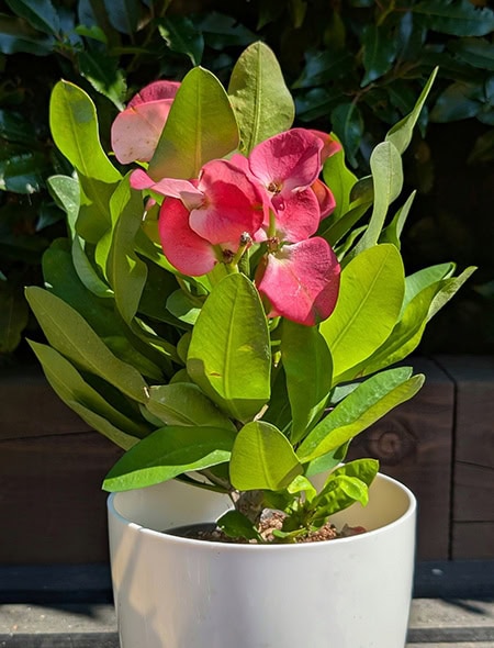 Euphorbia milii 'Tiara' with larger pink flowers and much bigger leaves Euphorbia milii 'Tiara' with larger pink flowers and much bigger leaves