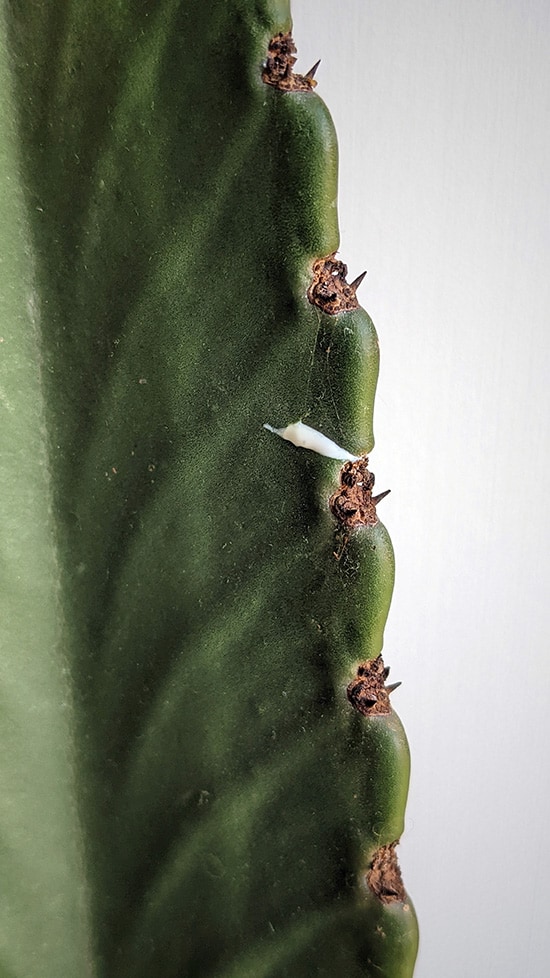 A euphorbia dripping white sap from a small cut