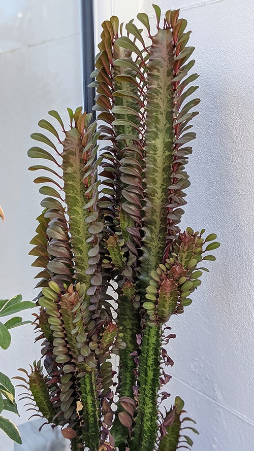 Euphorbia trigona growing in a sunroom that gets very hot during the summer