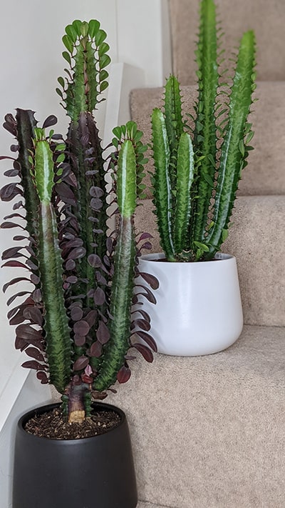 Two different euphorbia trigona houseplants on stairs
