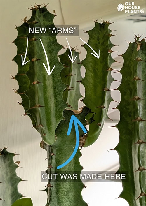 A close shot photo of a Euphorbia Trigona with new stems forming from where the previous stem was removed