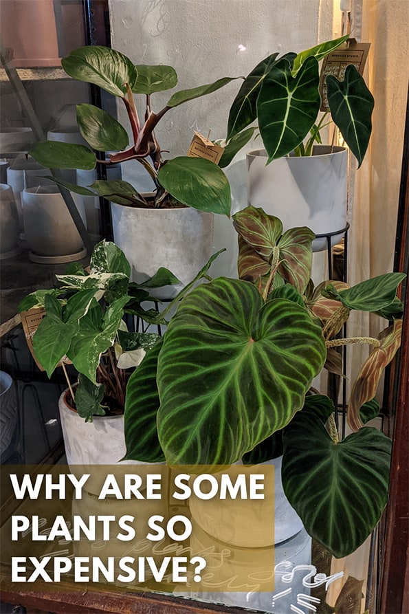 four expensive house plants for sale in a glass cabinet in a shop