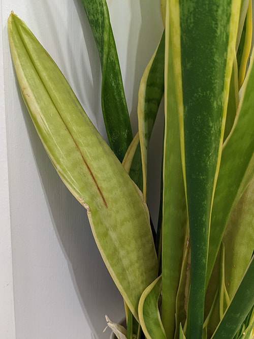 faded leaves on a snake plant from sun damage and too little watering