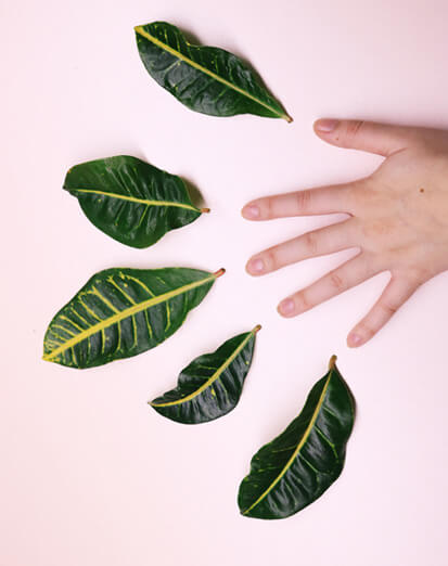 Croton leaves falling off is a very common problem for indoor plants