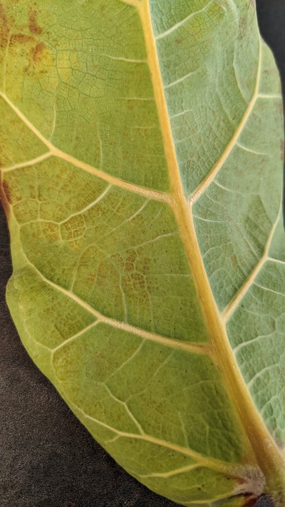 Fiddle Leaf Fig leaf Edema