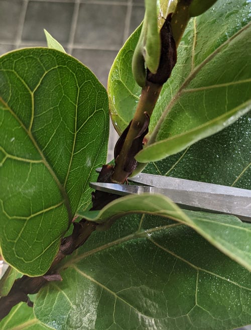 Propagating a fiddle leaf fig plant