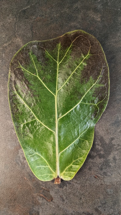 A leaf with a black edge
