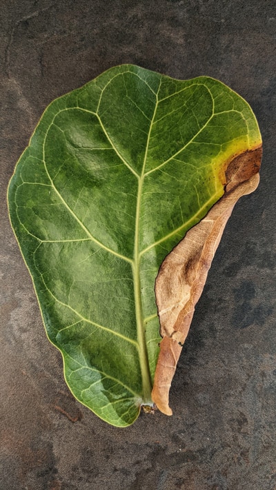 Leaf with brown edges