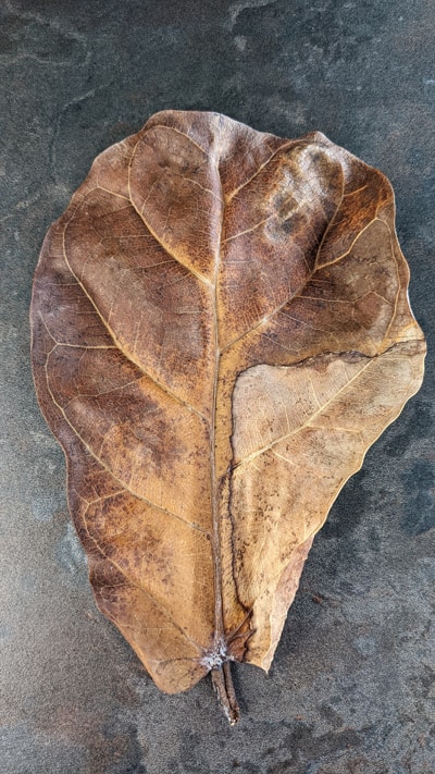 A dry and crispy plant leaf
