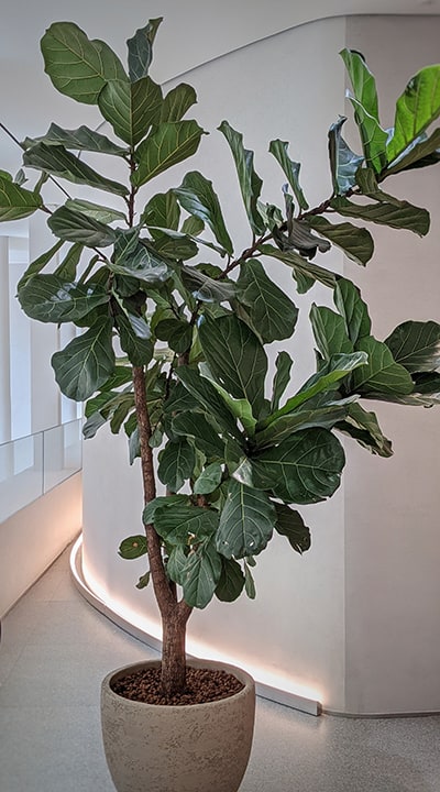 Large Fiddle Leaf Fig standing alone against a white balcony in a clothes store