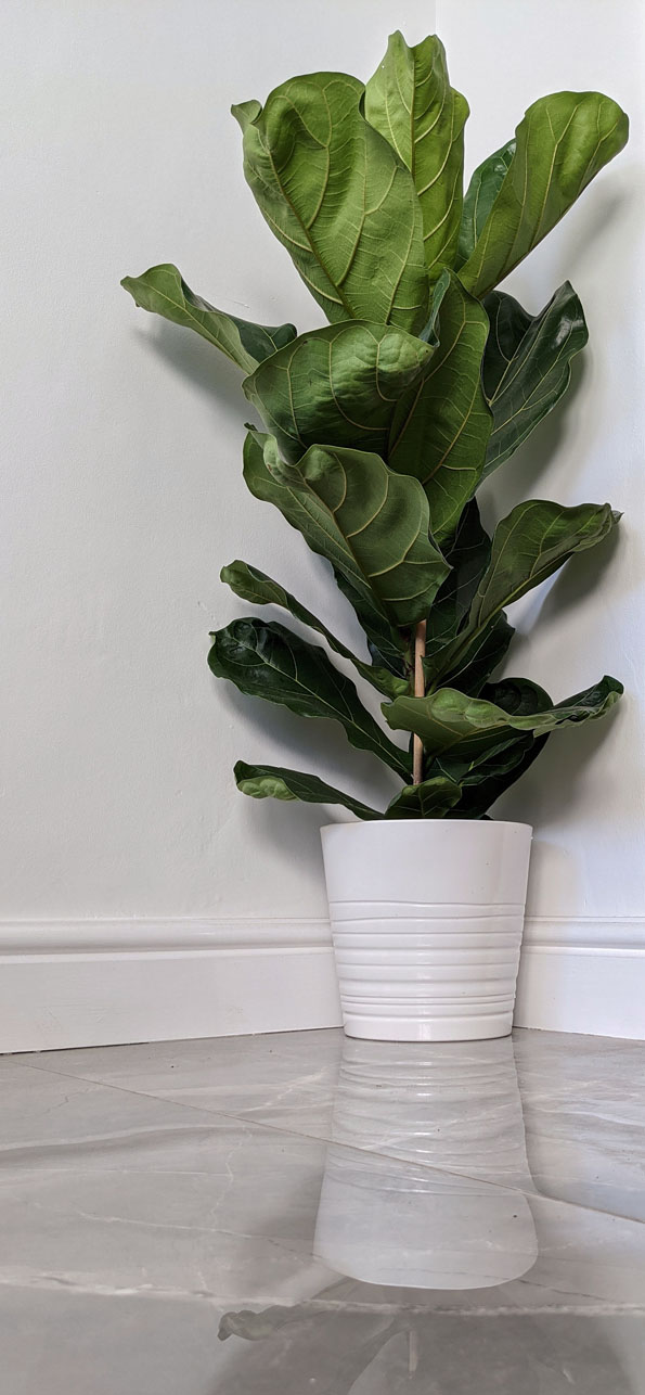 Fiddle-Leaf Fig being grown as a houseplant in a corner surrounded by white walls