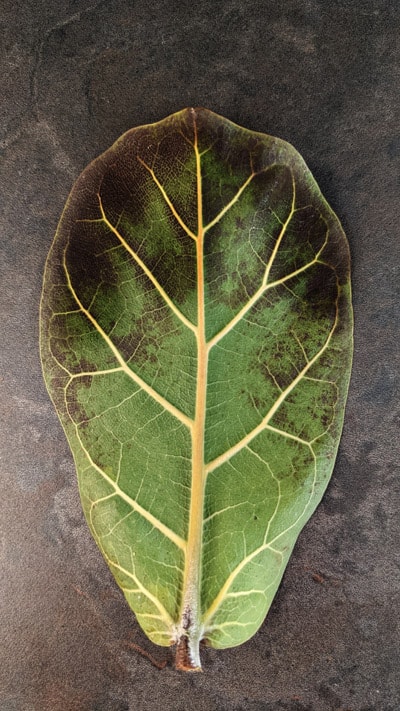 Dark brown marks on a leaf like this could be a sign of root rot