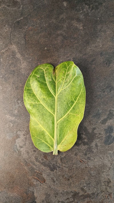 A small fallen leaf