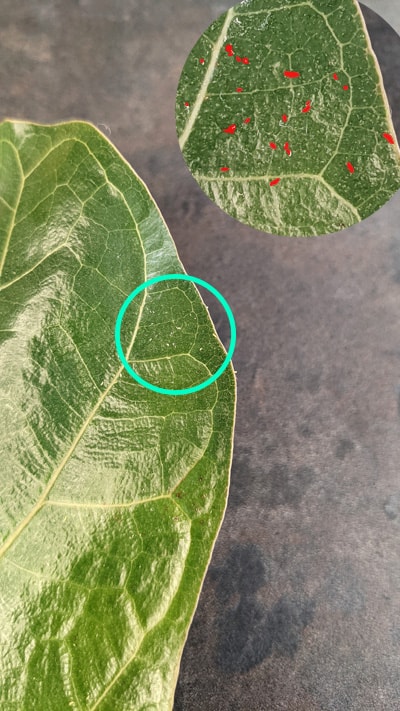 Thrips on a Ficus Lyrata plant