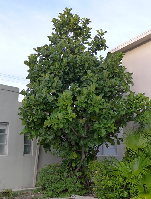 Ficus Lyrata growing in a garden