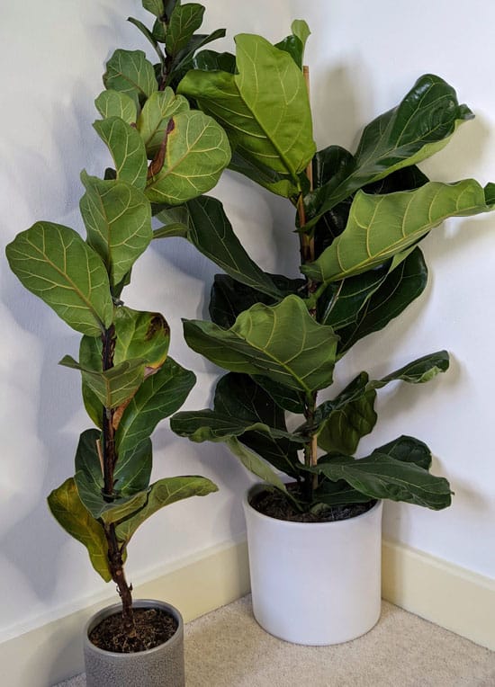 Ficus lyrata Bambino and a standard Ficus lyrata side by side