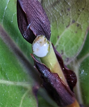 White sap dripping from a Fiddle Leaf Fig stem