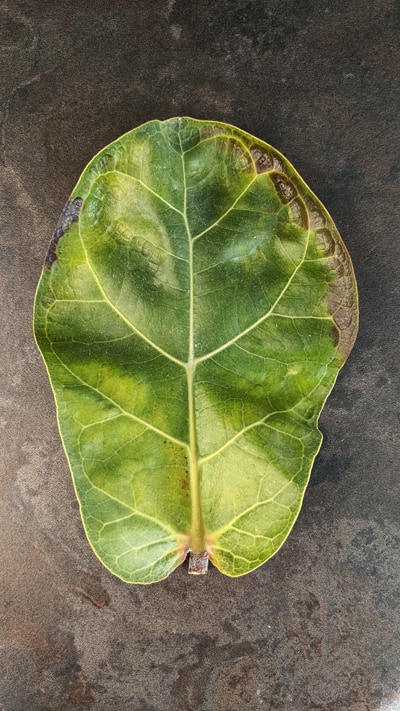 This leaf should be dark green but instead it has yellow, black and brown colors