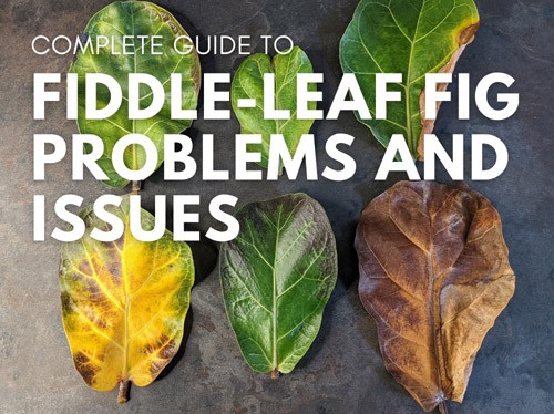 6 Fiddle leaf fig leaves all with problems