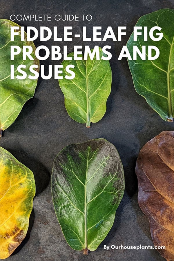 Fiddle-Leaf Fig Problem and Issue Guide | Our Plants