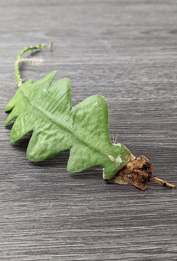 A fishbone cactus with shriveling leaves