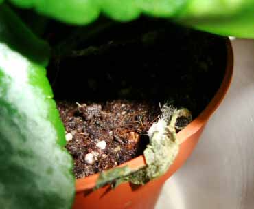 Grey Mold strikes a fallen Flaming Katy leaf