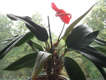 Photo showing the curly spadix of Anthurium Scherzerianum