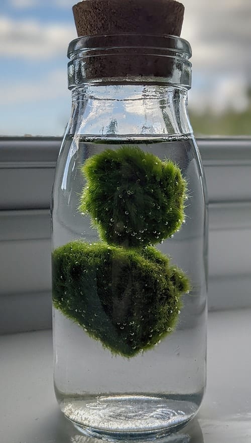 marimo floats on top of the water