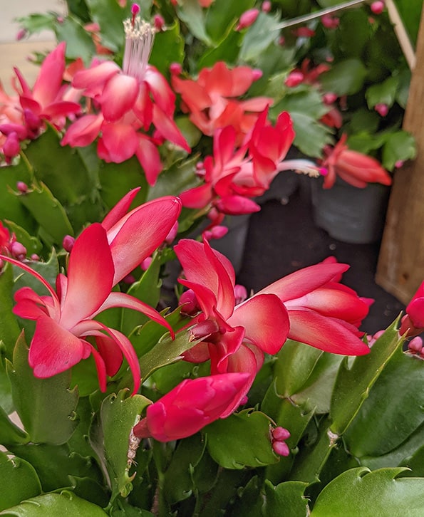 Christmas Cactus with red flowers blooming in Decemeber